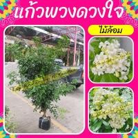 ราคา ต้นแก้วพวงดวงใจ #ดอกแก้ว #ไม้ล้อม #ไม้ขุด (17634145331)