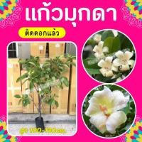 ราคา ต้นแก้วมุกดา #แก้วมุกดา กิ่งตอน ถุงชำ (7753357584)