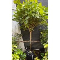 ราคา ต้นพุดเศรษฐีสยาม #พุดเศรษฐีสยาม #ไม้ล้อม ฟอร์มสวย (23034439419)