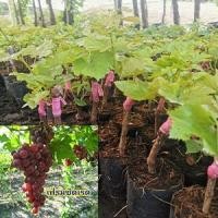 ราคา ต้นองุ่นพันธุ์เฟรมซีดเรด ลูกแดงไร้เมล็ด ปลูกง่ายทนแดด 25เซ็น (10234725875)