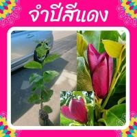 ราคา ต้นจำปีแดง ดอกจำปีแดง จำปีสีแดง ⛔️PRE ORDER⛔️ (11800216135)