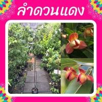 ราคา ต้นลำดวน #ดอกลำดวน #ลำดวนแดง #ลำดวน (15081859469)