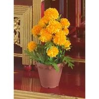 ราคา ต้นดาวเรืองปลอม ดอกดาวเรืองกระถาง ดาวเรืองบูชาพระ ดาวเรือง ดาวเรืองปลอม (พร้อมส่ง) (4648440358)