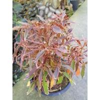 ราคา ต้นเงือกปลาหมึกแคระ ไม้หายาก (8006215772)