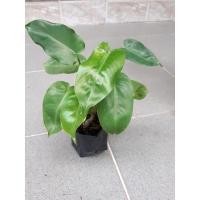 ราคา ฟิโลเดรนดรอน มรกตเขียว ไม้มงคล (9179672745)