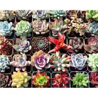 ราคา เมล็ดพันธุ์ พืชอวบน้ำ 100 เมล็ด Mixed Succulent Plants flower seeds succulents เมล็ดบอนสี บอนสีหายาก ต้นไม้ฟอกอากาศ (15106906748)