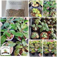 ราคา #มะพร้าวทะเลทราย ใบกลมเชื้อด่างฟอร์มกอ (dorstenia foetida) (1ชุด/80เมล็ด) (7979767281)