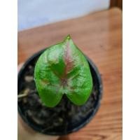 ราคา นางไหม บอนสีนางไหม บอนแต้มแดง (13717179586)