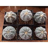 ราคา กระบองเพชร แคคตัส (Cactus) Astrophytum (6406136982)