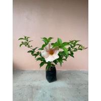 ราคา ต้นบานบุรี สีโอรส ออกดอกตลอดปี (21920250057)
