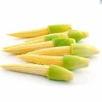 ราคา ข้าวโพดฝักอ่อนถูกที่สุด10 บ.เมล็ดพันธุ์ข้าวโพดฝักอ่อน10เมล็ดงอกง่ายโตไว☘️ทานอร่อย (9036749516)