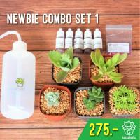 ราคา Newbie Combo set 1 เซ็ตมือใหม่หัดปลูกแคคตัสและกุหลาบหิน imported succulents G Succulents กุหลาบหินนำเข้า ไม้อวบน้ำ (6620275760)