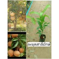 ราคา ต้นละมุดกระสวยมาเลย์ ละมุดสาลี่ยักษ์ เพาะเมล็ด (18623883685)