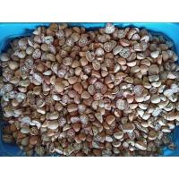 ราคา ☘️สินค้าพร้อมส่ง☘️หมากมู่☘️หมากมู่พม่า☘️กวินหย่า (9105266153)