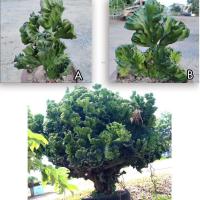 ราคา ต้นหยกนำโชค หยกกำแพงเมืองจีน ฟอร์มสวย คัดพิเศษ ต้นหยก หยกนำโชค ไม้มงคล สลัดได แคคตัส กระบองเพชร ยูโฟเบีย แล็คเทีย (6961651587)