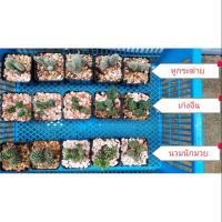 ราคา กระบองเพชร 30 บาท หูกระต่าย หูมิกกี้เมาส์ เก๋งจีน นวมนักมวย (7236378466)