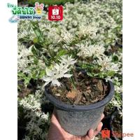 ราคา ต้นโมกด่าง ปิดจงวา กระถาง 5 นิ้ว โมกแคระ โมกป่าด่าง ทำบอนไซได้ พันธุ์ไม้ด่าง (21493198623)