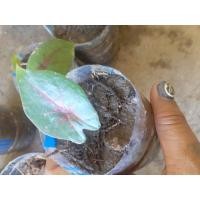 ราคา บอนสีพังงา เงาะถอดรูป (11555344109)