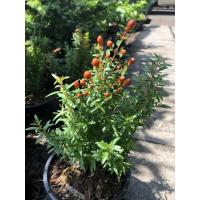 ราคา ต้นทับทิมแคระ ต้นไม้มงคล ซื้อไว้ติดบ้านกันนะจ้า ราคาถูก (4260925874)