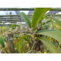 ราคา กล้วยไม้ไทยพันธุ์แท้ สกุล "ช้าง" #คละสี (กำลังแทงดอก) (13265317881)