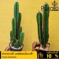 ราคา ต้นกระบองเพชร ปราสาทนางฟ้า แคสตัสคอนโดนางฟ้า Cereus peruvianus #cactus #กระบองเพชร (7334592923)