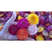 ราคา ดอกกระดาษสด ( 50 ดอก) มีหลากสี สีสด ทนนาน ทำดอกไม้อบแห้งได้ (23712636139)