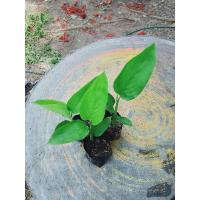 ราคา ต้นมันสาคูไทย ต้นกล้ามันสาคูไทย ชุดละ 2 ต้น (9847521605)