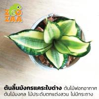 ราคา ต้นลิ้นมังกรแคระใบด่าง ต้นไม้ฟอกอากาศ ต้นไม้มงคล ไม้ประดับตกแต่งบ้าน ไม่มีกระถาง (7841633369)