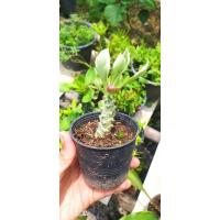 ราคา ต้นพญานาคราชด่าง ไม้มงคลปลูกเสริมโชคลาภ (9340219473)