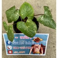 ราคา เสน่ห์จันทร์ประกายดาว (10015472206)