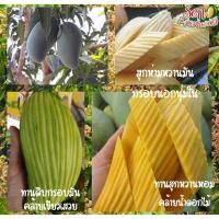 ราคา มะม่วงน้ำดอกไม้มัน/มะม่วงขาวนิยม/มะม่วงมันสายพันธุ์ผสมเขียวเสวย+น้ำดอกไม้ ทานได้ทั้งสุก/ห่าม และผลดิบ จากสวนเกษตรปลอดภัย (16241007176)