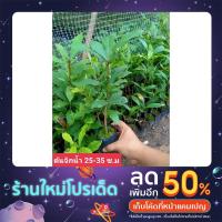 ราคา ต้นจิกน้ำหรือกระโดนสร้อย (21320720799)