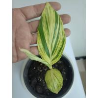 ราคา ข่าด่าง Variegated ginger ข่าด่างเหลือง (13026863553)