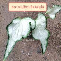 ราคา #บอนสี กวนอิม ขาวบริสุทธิ์ ไม้มงคล (3053915833)