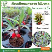 ราคา [ต้นไม้จิ๋ว] ต้นเทียนมหาลาภ ไม้มงคล พร้อมกระถาง 3 นิ้วฟรี ต้นสูง 7-10 ซม เสริมดวง วางบนโต๊ะทำงานได้ วางในห้องได้ (7334751090)