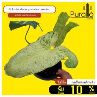 ราคา ฟิโลเดนดรอน พาไรโซ่ เวอร์เด้ Philodendron Paraiso Verde มีลายด่างทั้งใบ #philodendron (11445498393)
