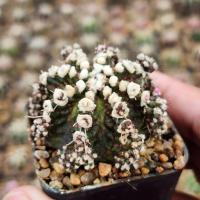 ราคา ยิมโน T-Rex ทีเร็กซ์ ตระกูลไดโนเสาร์ (20790931306)