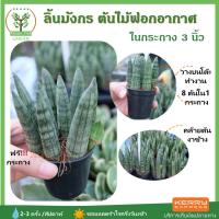 ราคา ต้นลิ้นมังกร ตระกูลเดียวกับ ต้นงาช้าง ในกระถาง ขนาด3นิ้ว ไม้ฟอกอากาศ พร้อมกระถางฟรี ต้นสูง 7-10 ซม.วางบนโต๊ะทำงานได้ (5435208231)