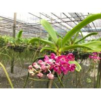 ราคา กล้วยไม้ช้างแทงดอกทุกต้น (สีโทนแดง-ชมพูบานเย็น) ราคารวมส่ง (9603351968)