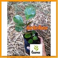 ราคา ต้นสาริกาลิ้นทอง สาริกา ต้นไม้มงคล ถุงชำ4นิ้ว (19474874645)