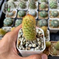 ราคา แคคตัส กระบองเพชร แมมนิ้วทอง Mammillaria elongata (15551030597)