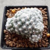 ราคา แมมลูกกอล์ฟ mammillaria humboldtii กระบองเพชร แคคตัส cactus (2294401770)
