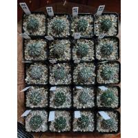 ราคา กระบองเพชร แคคตัส (Cactus) AS 8/17/20 แอสโตรไฟตัม แอสทีเรียส (Astrophytum) (4847218741)