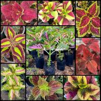 ราคา ต้นฤาษีผสมมีรากพร้อมปลูก (15649779707)