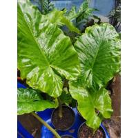 ราคา บอนก้านลาย-บอนหูช้าง (11952903299)