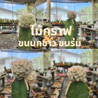 ราคา ไม้กราฟแมมขนนกขาว กระบองเพชร แคคตัส (18271420228)