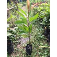 ราคา ต้นพิลังกาสาสมุนไพร (8450743119)