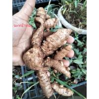 ราคา ว่านนะหน้าทอง1เหง้า(s) เด่นด้าเมตตามหานิยม คงกระพันแคล้วคลาด (11997371579)