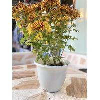 ราคา กระถางมินิมอลสีขาวโอโม่8นิ้ว (11179153742)