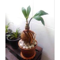 ราคา มะพร้าวงอกหน่อ (สำหรับทำบอนไซมะพร้าว) (21161457053)